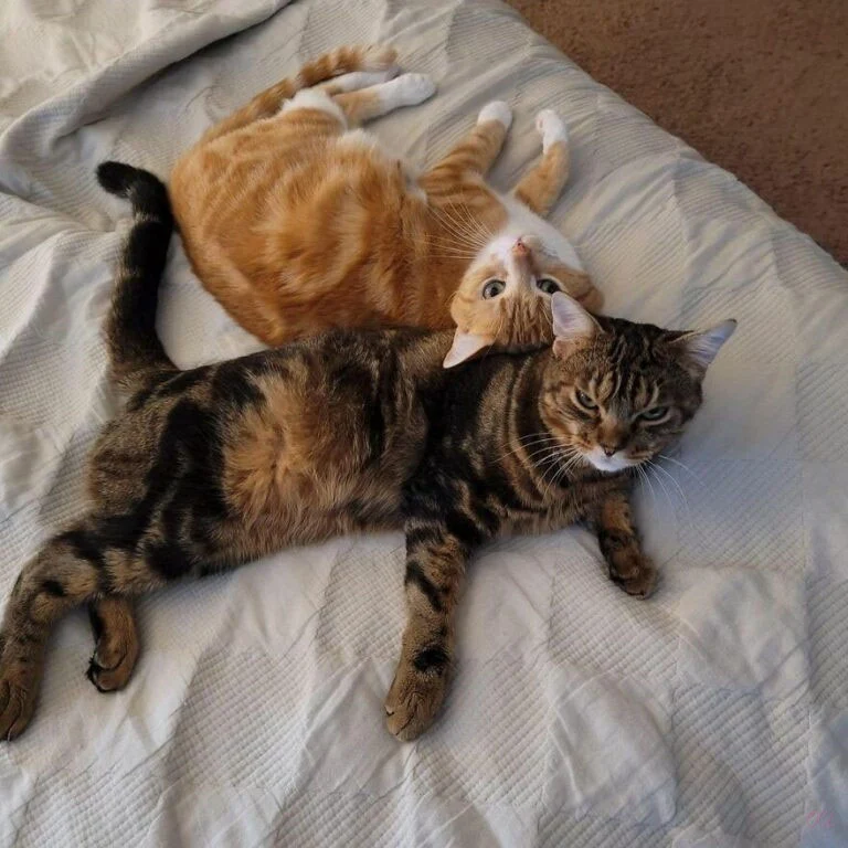 Extra image from article