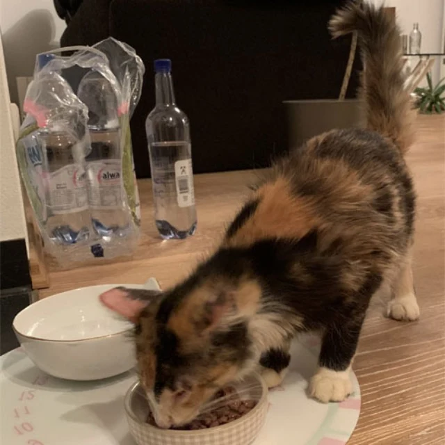 Carolin faced the logistical challenge o...