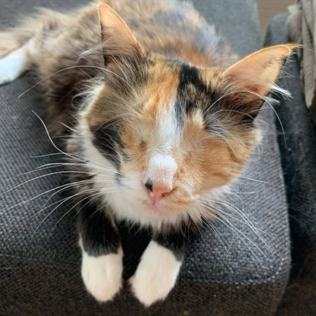 Extra image from article