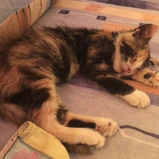 Tragically, Carolin’s partner, who was p...