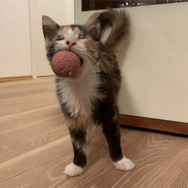 To follow Liah’s journey, you can find h...