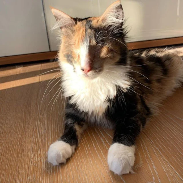 Extra image from article