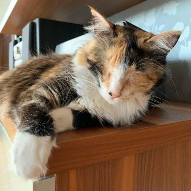 Extra image from article