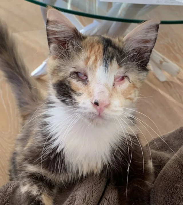 Deciding to step in, the couple went dow...