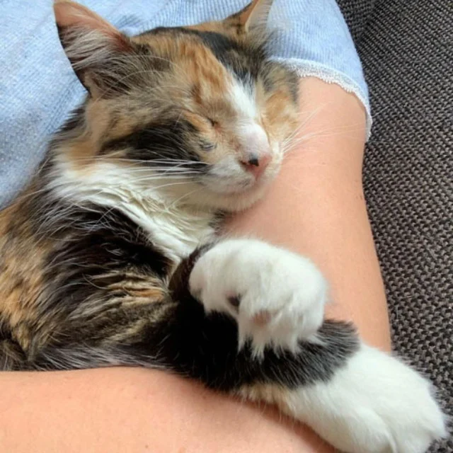 Extra image from article