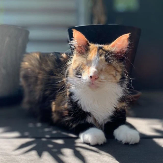 Extra image from article