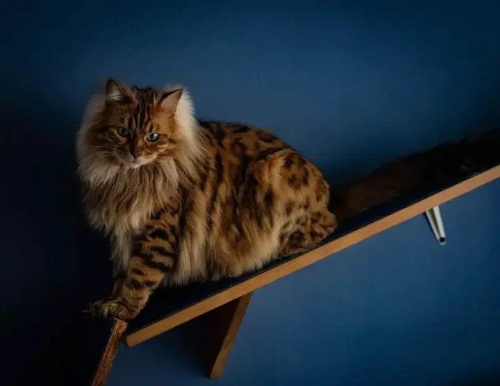 Extra image from article