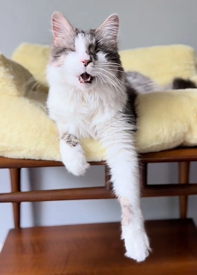 With Archie being completely blind, Donn...