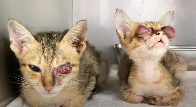 The vet explained that the disease was c...