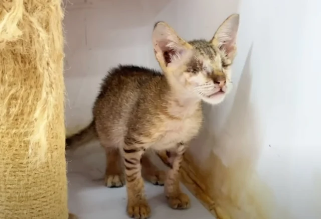 Extra image from article