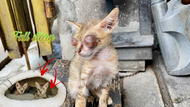 What I saw broke my heart. Both kittens ...