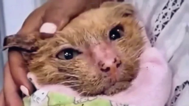 Hope's rescue served as a stark reminder...