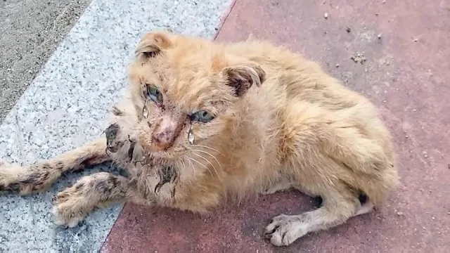 Seeing the cat's pitiful state firsthand...