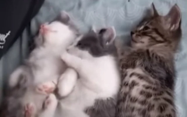 The arrival of the kittens filled the ho...