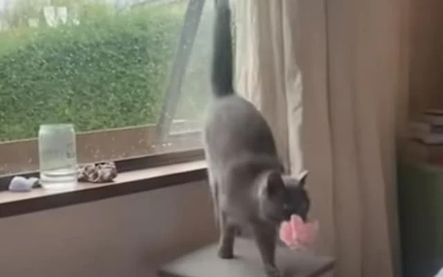 Fiddy's journey from a mysterious delive...