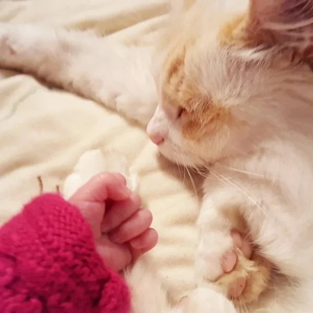 Extra image from article