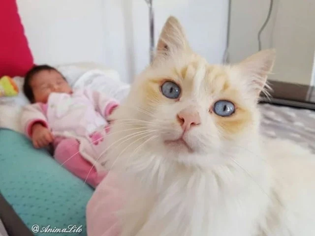 Extra image from article