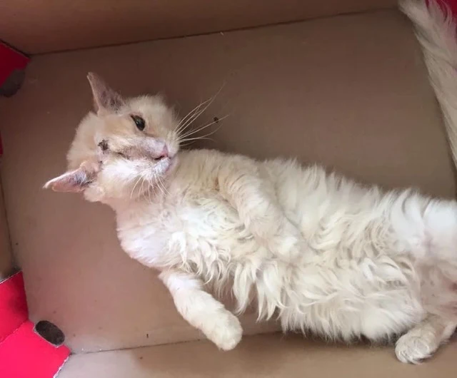 Extra image from article