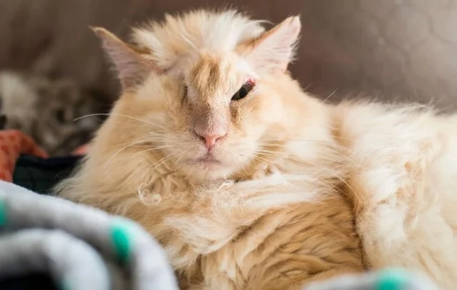 Extra image from article