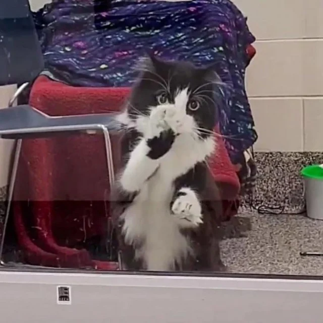 He now resides in his own kitty condo at...