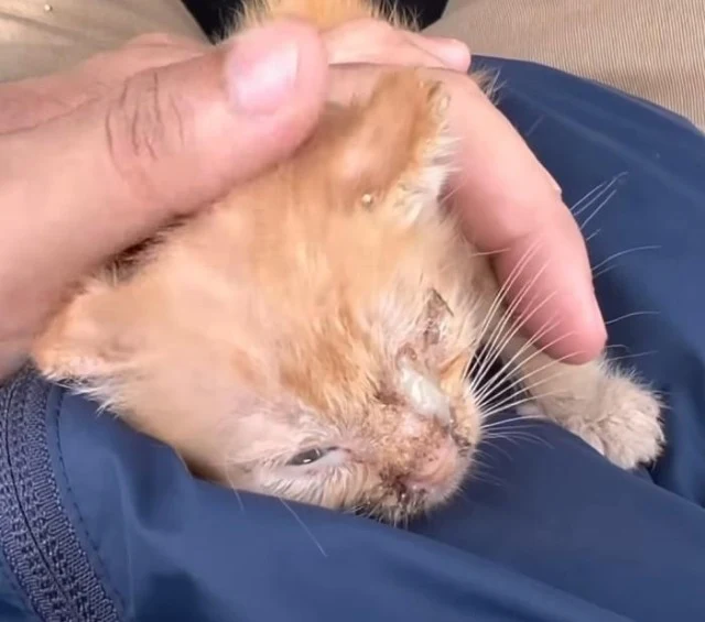 Extra image from article