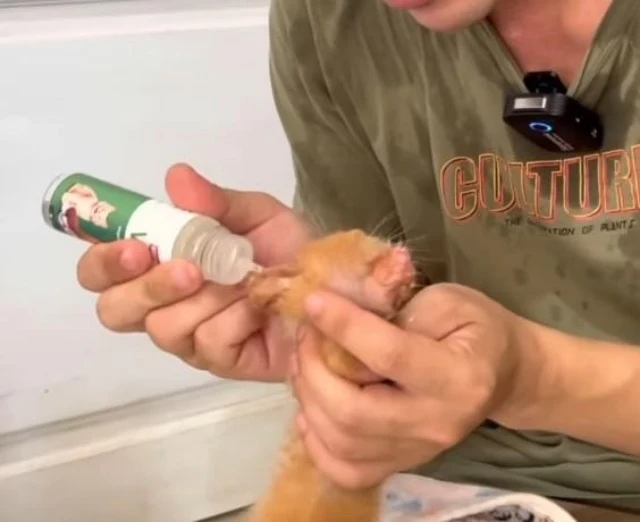 Extra image from article