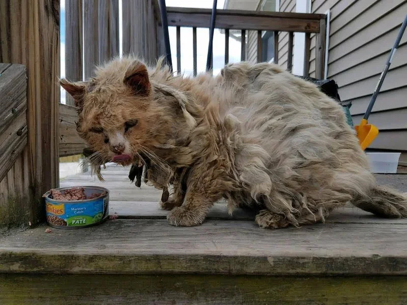 From Stray to Cherished: Frisbee’s Inspiring Journey to a Loving Home From Stray to Cherished: Frisbee’s Inspiring Journey to a Loving Home
