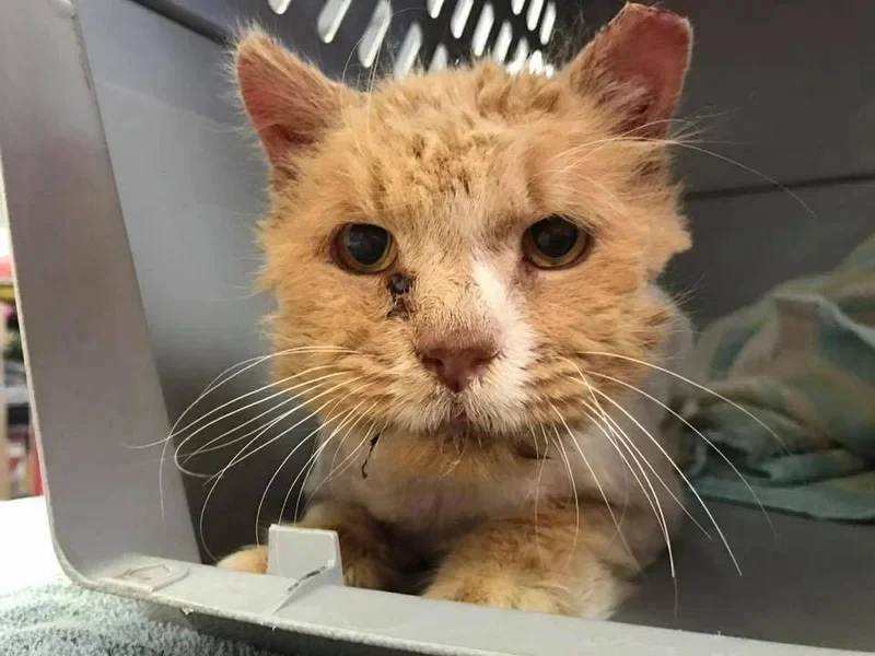 From Stray to Cherished: Frisbee’s Inspiring Journey to a Loving Home From Stray to Cherished: Frisbee’s Inspiring Journey to a Loving Home