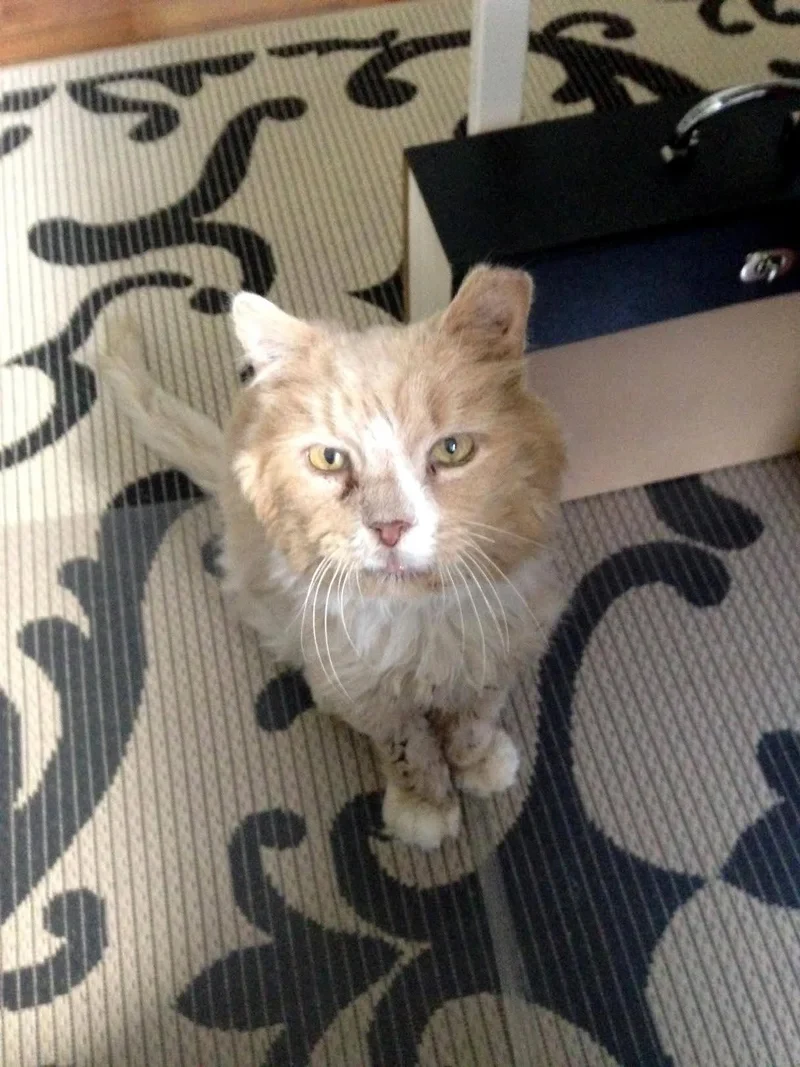 Extra image from article