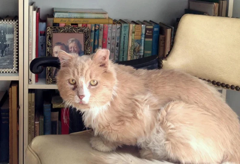 From Stray to Cherished: Frisbee’s Inspiring Journey to a Loving Home From Stray to Cherished: Frisbee’s Inspiring Journey to a Loving Home