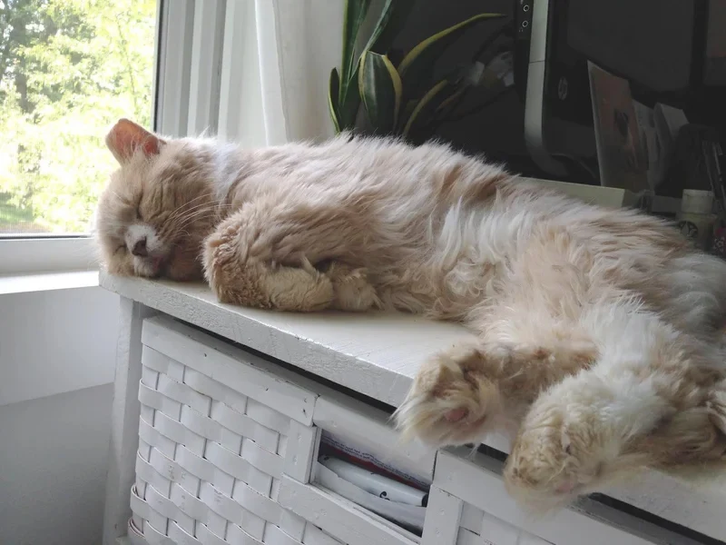 From Stray to Cherished: Frisbee’s Inspiring Journey to a Loving Home From Stray to Cherished: Frisbee’s Inspiring Journey to a Loving Home