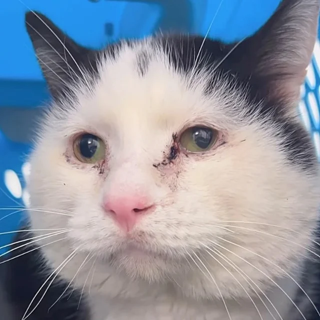 To ensure a stress-free atmosphere for C...