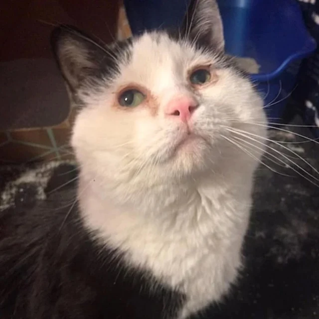 Extra image from article