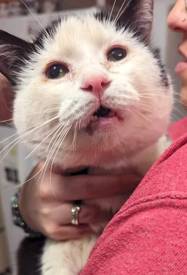 As Chuck settled in, he began to show hi...