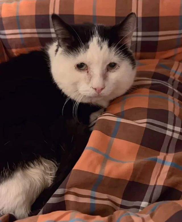 Having undergone surgery, Chuck's behavi...