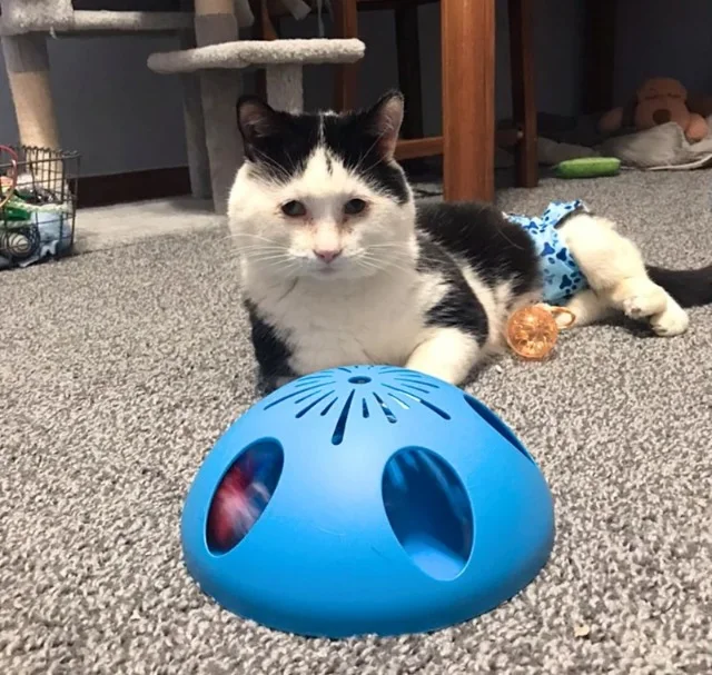 Extra image from article