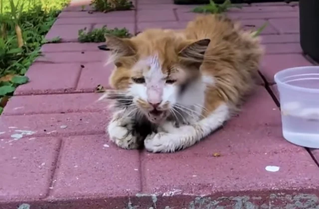 At the clinic, the cat tested negative f...