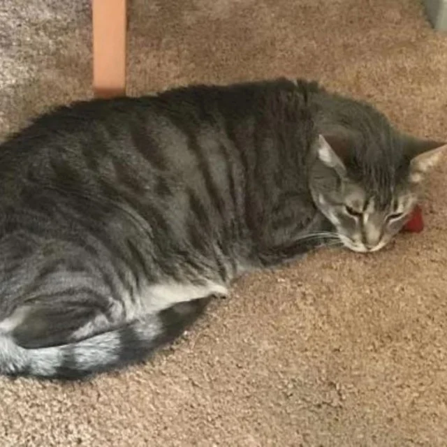 Extra image from article