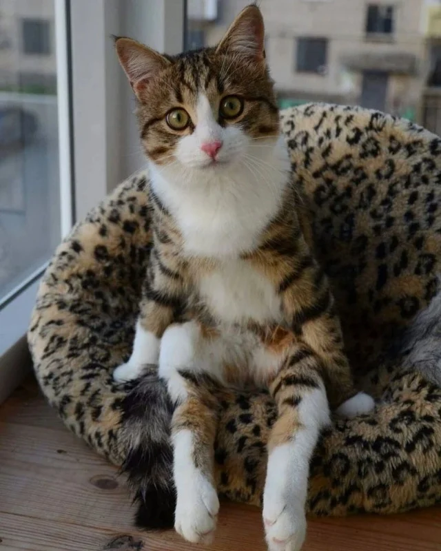 Extra image from article