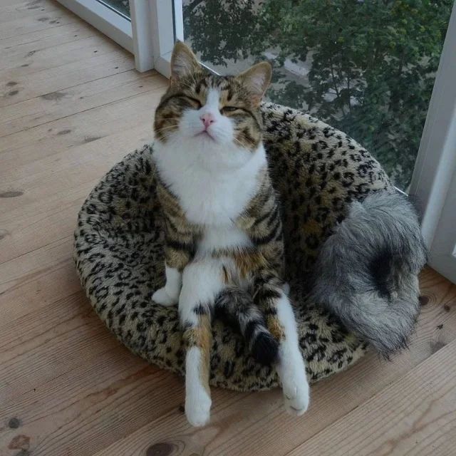 Extra image from article