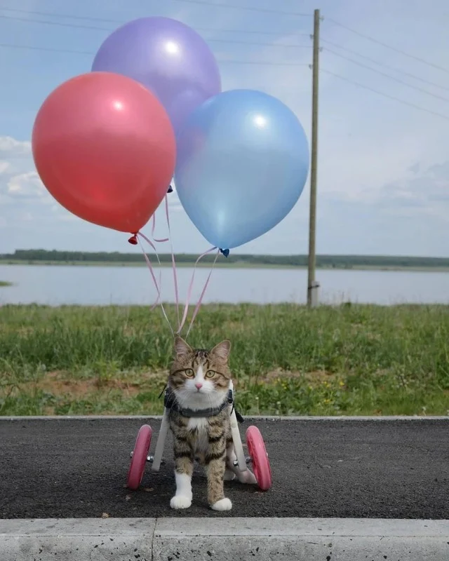 Extra image from article