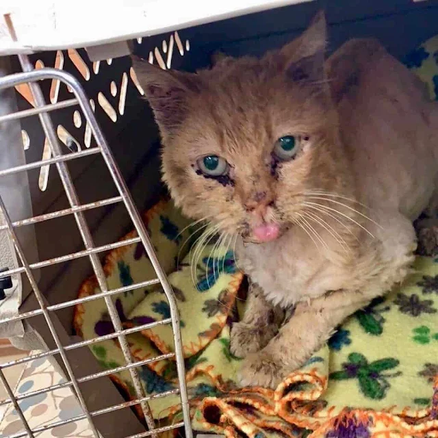 The rescue's founder, Christine, found a...