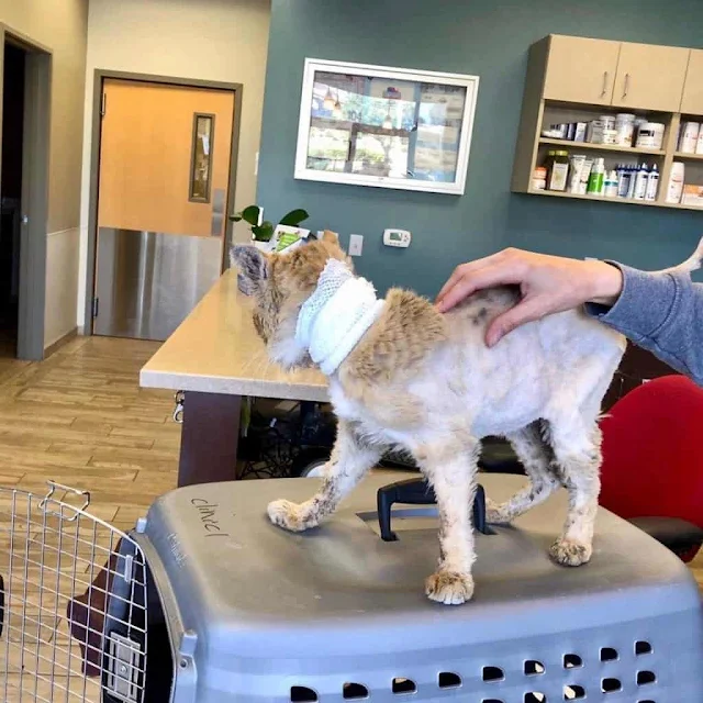 Despite his condition, Fourteen remained...