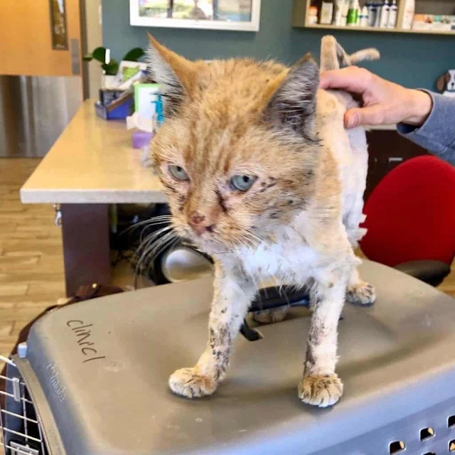 Extra image from article