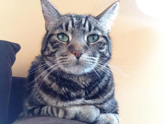 Extra image from article