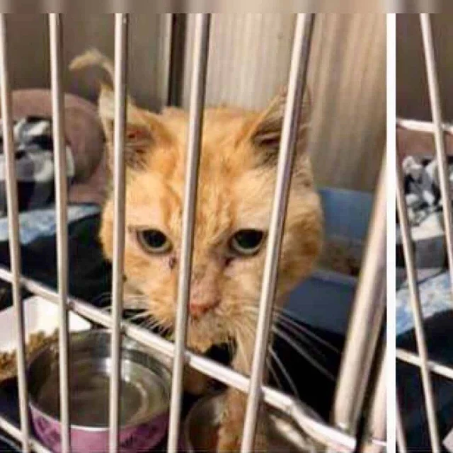 Extra image from article