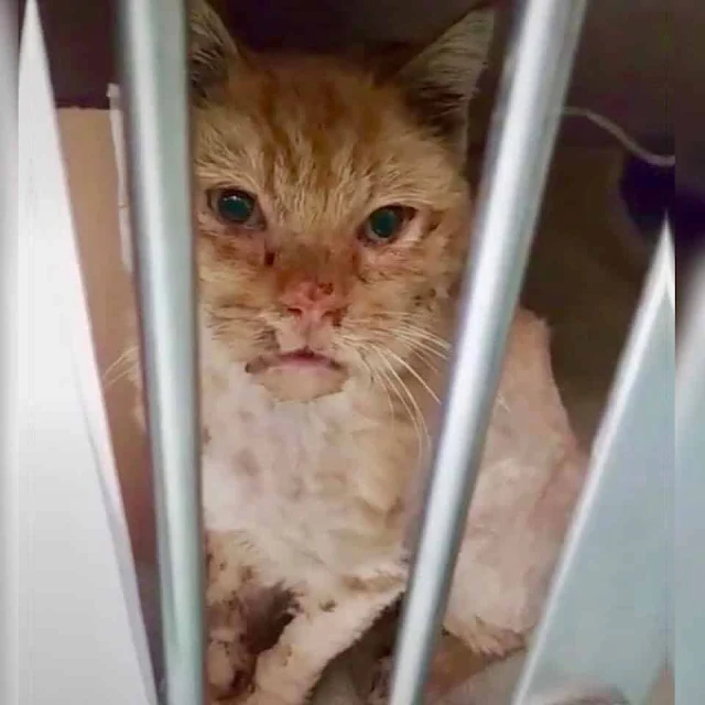 Extra image from article