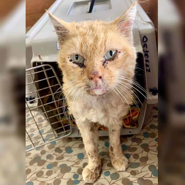 Extra image from article