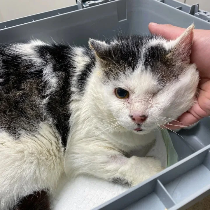 Each evening, Darius seeks closeness, of...