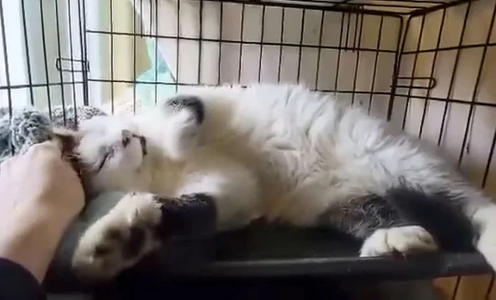 Extra image from article